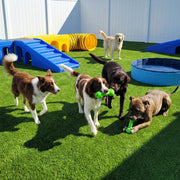 Yescom Outdoor Pet Turf Rolls for Dog Daycare Facility 13/16