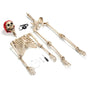 Yescom 5.6ft Skeleton Posable Halloween Decoration with Pirate, Cowboy Costume, Pirate Image