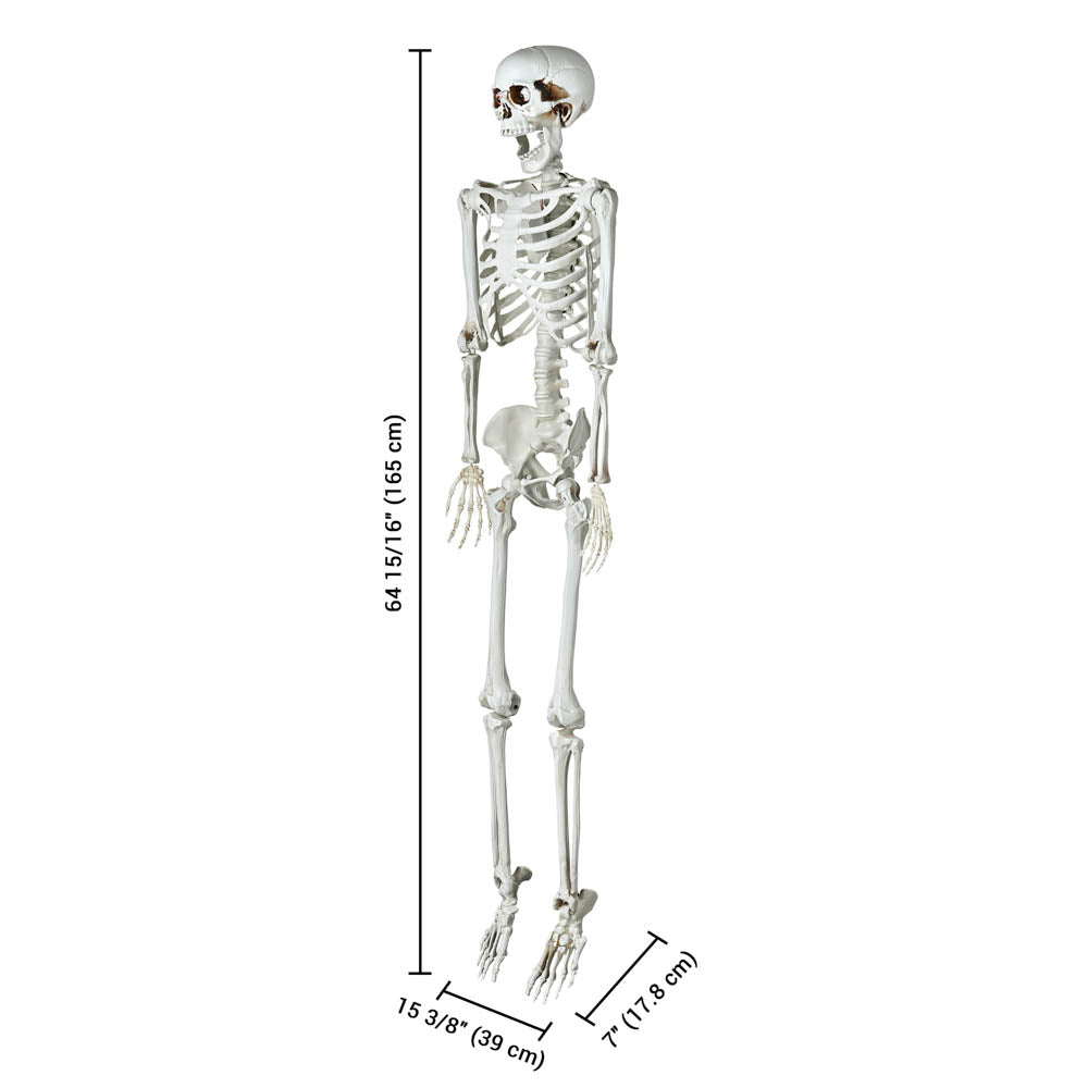 Yescom 5.4ft Poseable Skeleton with LED illumination Sound Activated Image