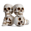 Yescom Halloween Skulls Life Size Skeleton Head 4ct/pk