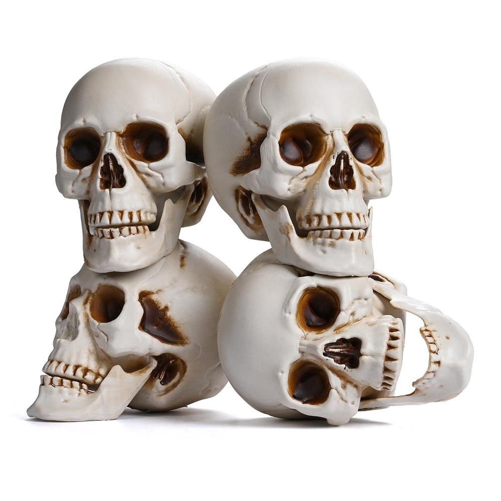 Yescom Halloween Skulls Life Size Skeleton Head 4ct/pk Image