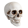 Yescom Halloween Skulls Life Size Skeleton Head 4ct/pk