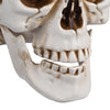 Yescom Halloween Skulls Life Size Skeleton Head 4ct/pk