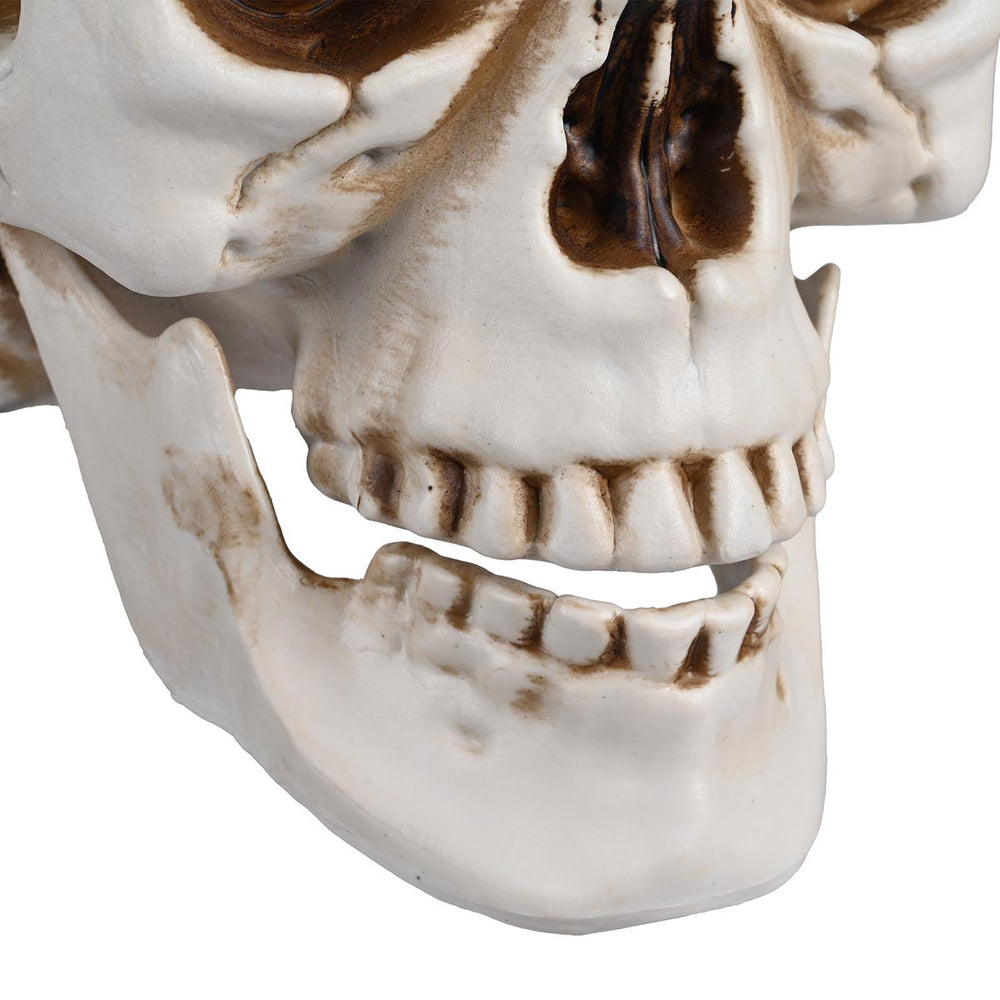Yescom Halloween Skulls Life Size Skeleton Head 4ct/pk Image