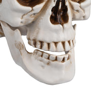 Yescom Halloween Skulls Life Size Skeleton Head 4ct/pk Image