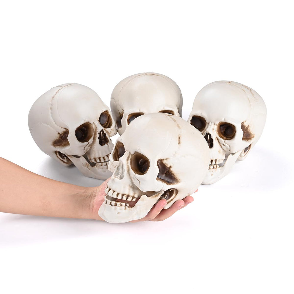 Yescom Halloween Skulls Life Size Skeleton Head 4ct/pk Image