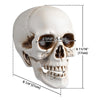 Yescom Halloween Skulls Life Size Skeleton Head 4ct/pk