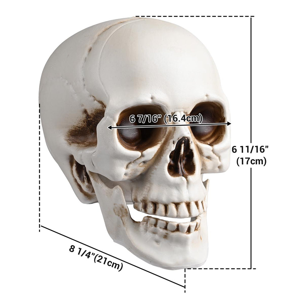 Yescom Halloween Skulls Life Size Skeleton Head 4ct/pk Image