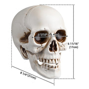 Yescom Halloween Skulls Life Size Skeleton Head 4ct/pk Image
